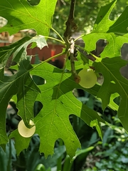 Amphibolips quercusracemaria