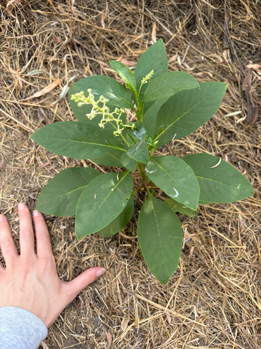 American pokeweed