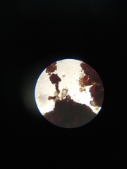 Otodectes cynotis