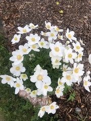 Anemonoides sylvestris