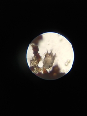 Otodectes cynotis