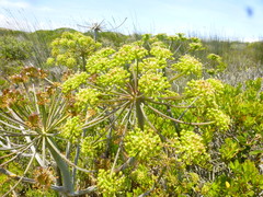 Cynorhiza typica