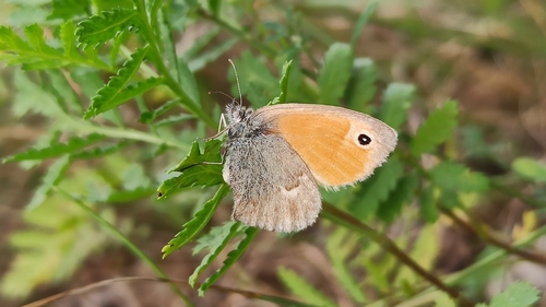Small Heath