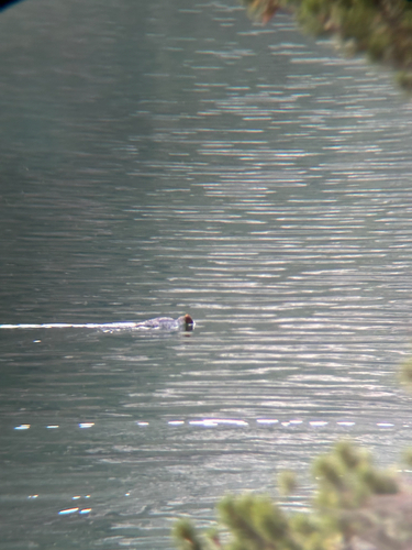 iNaturalist observation photo of Common Merganser