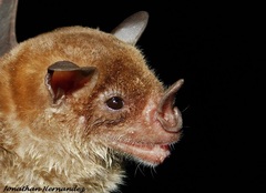 Phyllostomus discolor