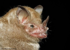 Carollia subrufa