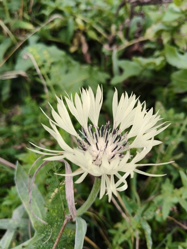 Centaurea cheiranthifolia, photograph 1