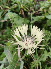 Centaurea cheiranthifolia