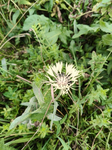 Centaurea cheiranthifolia, photograph 2