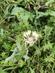 Centaurea cheiranthifolia, photograph (c) Борис Георги, some rights reserved (CC BY)