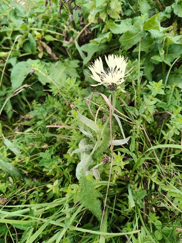 Centaurea cheiranthifolia, photograph 3