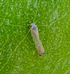 Ctenarytaina eucalypti