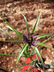 Tragopogon porrifolius