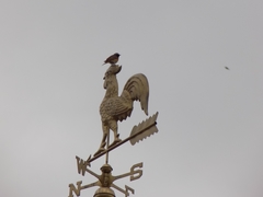 Phoenicurus phoenicurus