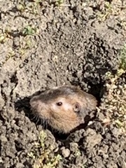 Thomomys bottae