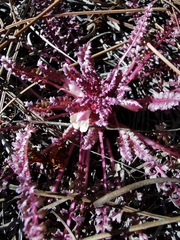 Pedicularis gordonii