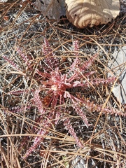 Pedicularis gordonii