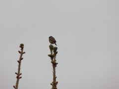 Phoenicurus phoenicurus