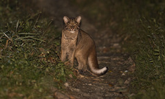 Asian Golden Cat photo 4