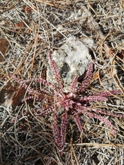Pedicularis gordonii