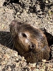 Thomomys bottae