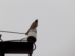 Phoenicurus phoenicurus