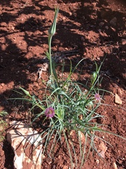 Tragopogon porrifolius
