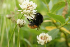 Bombus alpinus
