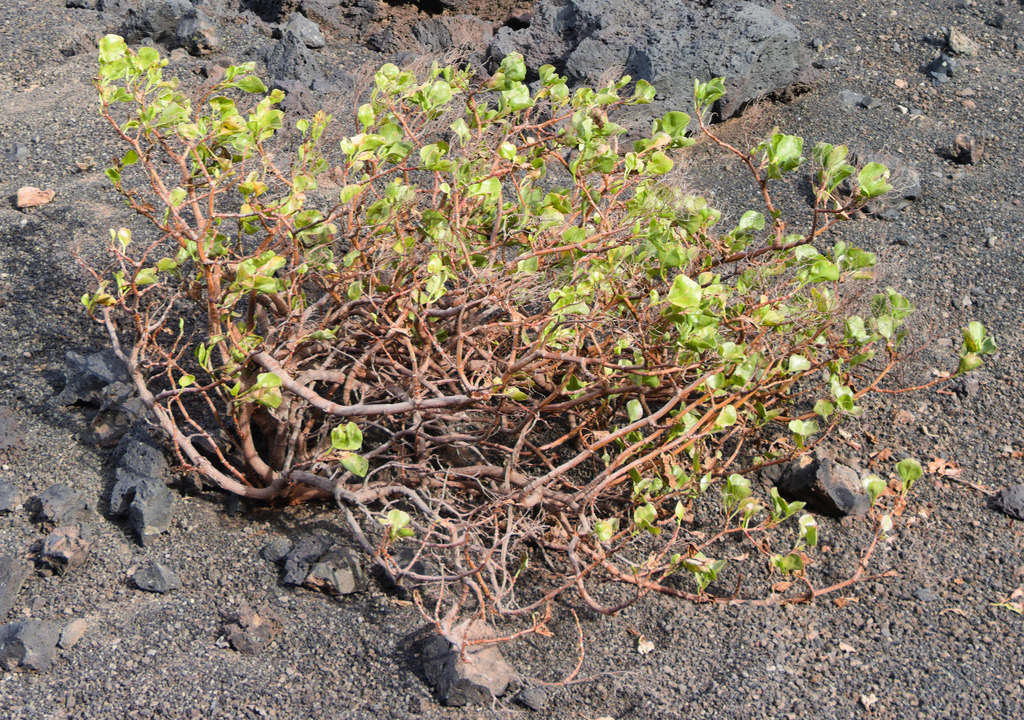 Rumex lunaria; photograph (c) Adam Golenia, some rights reserved (CC BY)