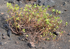 Rumex lunaria