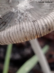 Fungi