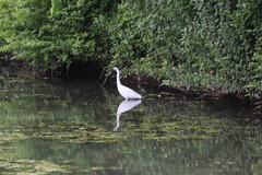Egretta garzetta