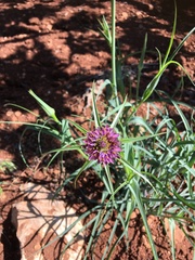 Tragopogon porrifolius