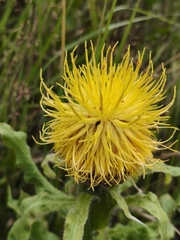Centaurea macrocephala