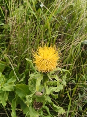 (c) Борис Георги, some rights reserved (CC BY) Centaurea macrocephala, photograph (c) Борис Георги, some rights reserved (CC BY)