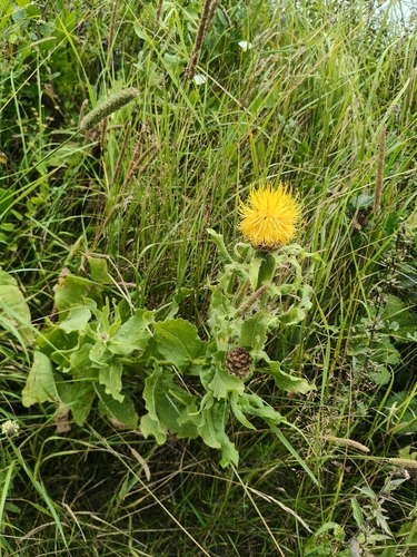 Centaurea macrocephala, photograph 3