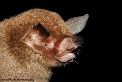 Pteronotus mesoamericanus