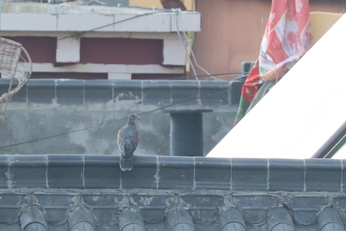 Eastern Oriental Turtle Dove