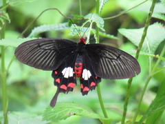 Pachliopta leytensis