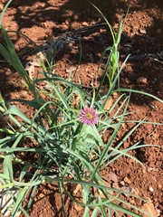 Tragopogon porrifolius