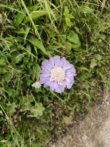 Lomelosia caucasica, photograph 2