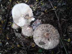 Rhacodium