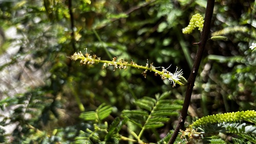 Mimosa tenuiflora observed 2026-08-25