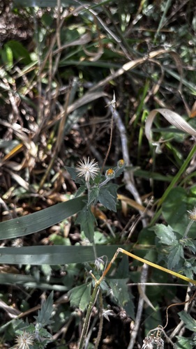 Tridax Daisy