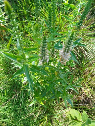 Coutoubea spicata observed 2026-08-25