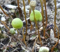 Asterella palmeri