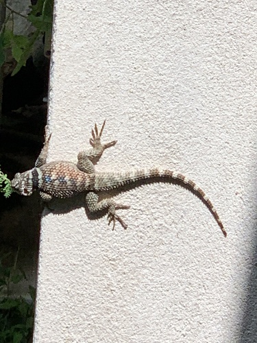 Crevice Spiny Lizard, Clear Creek Cir, Boerne, TX, US, photo 10 of 10