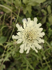 Cephalaria gigantea