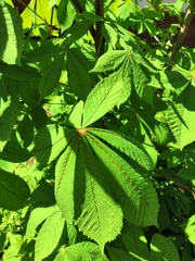 Aesculus hippocastanum