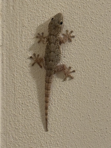Moorish Gecko